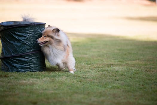 Scottish Collie training hoopers