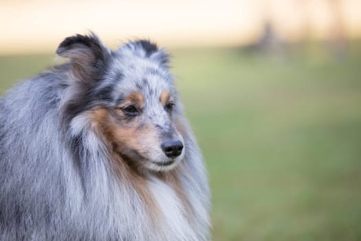 Headshot of a Shetland Sheepdog, Sheltie