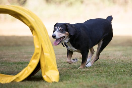 Appenzeller Sennenhund training agility