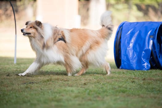 Scottish Sheepdog training hoopers