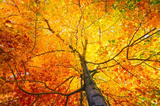 Colorful autumn leaves