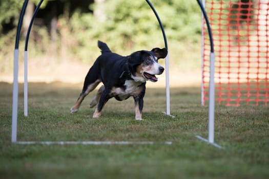 Appenzeller Mountain Dog training hoopers