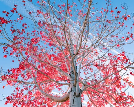 Tree with red leafs over blue sky