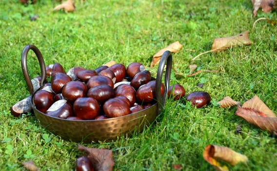 Horse chestnuts (Aesculus)