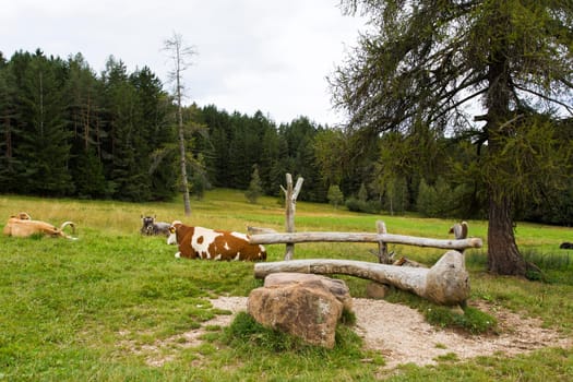 Close up view a grazing cows in Seiser Alm