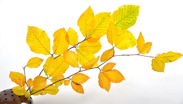 Autumn Colorful Beech Leaves Branch