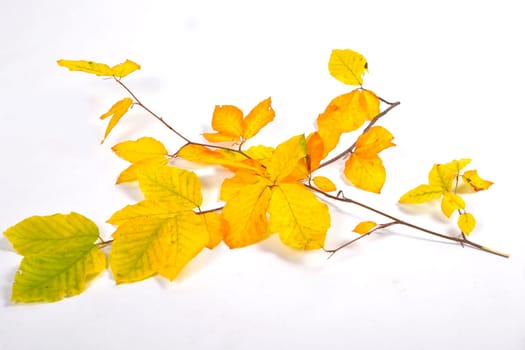Autumn Colorful Beech Leaves Branch