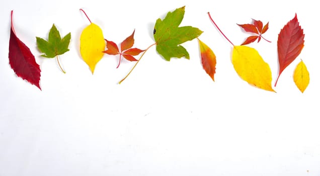Autumn Colorful Beech Leaves Branch