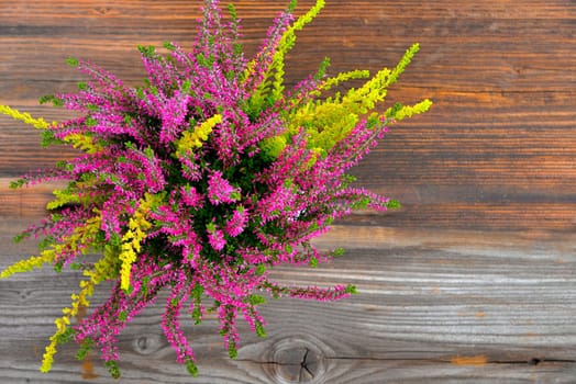 Erica purple heather in autumn as a crony