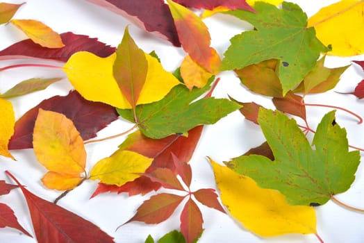 Autumn Colorful Beech Leaves Branch