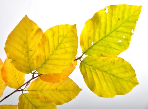 Autumn Colorful Beech Leaves Branch