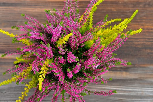 Erica purple heather in autumn as a crony