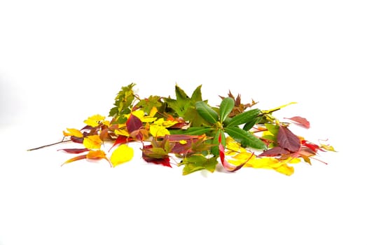 Autumn Colorful Beech Leaves Branch
