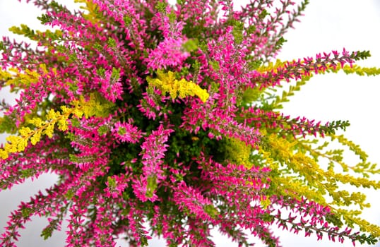 Erica purple heather in autumn as a crony