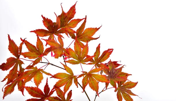 Autumn Colorful Maple Leaves Branch