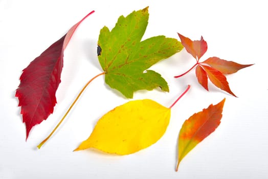 Autumn Colorful Beech Leaves Branch