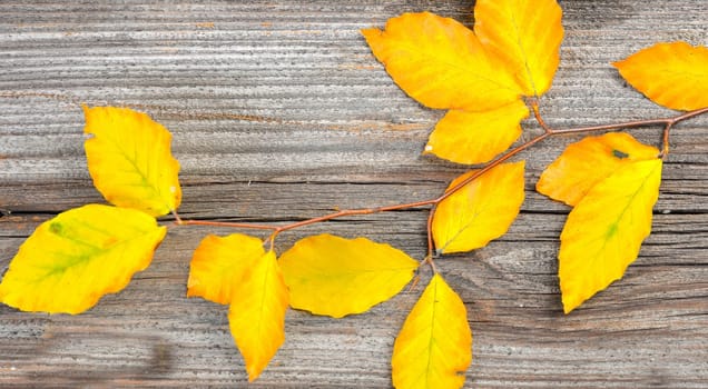 Autumn Colorful Beech Leaves Branch Wooden Background