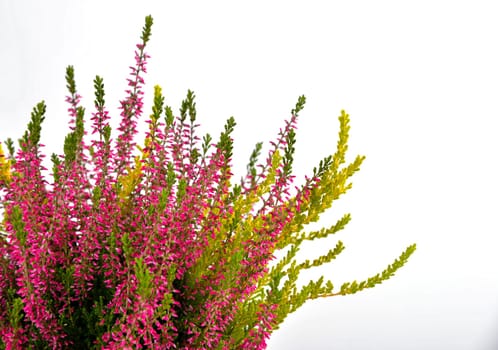 Erica purple heather in autumn as a crony