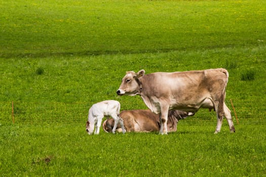 Close up view of two friends and a calf in meadow green