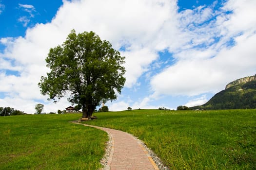 View of a tree with a path in Seiser Alm with green fields, blue sky and clouds