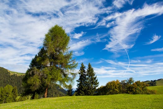 panoramic view of the Seiser Alm in a sunny day with blue sky and clouds with tree in foreground