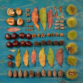 autumn flat lay with leaves, seeds and fruits in a square on cyan wooden background