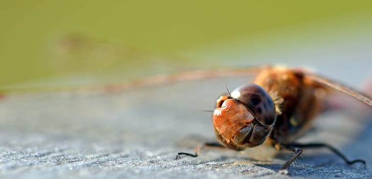 Head of a dragonfly