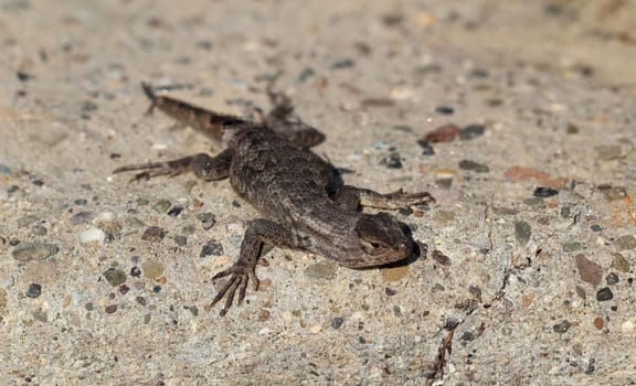 Western fence lizard (Sceloporus Occidentalis) ,lizard of California,USA