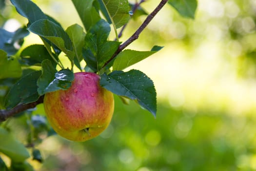 Close up view of an apple in Sud Tirol