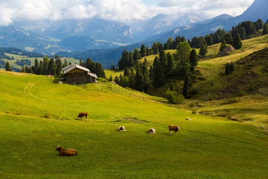 Panoramic view of a green valley with shelter and grazing cows