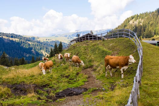 Mountain landscape with wooden fence, shelter and grazing cows