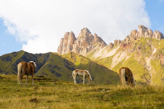Close up of a horses grazing on a sunny day and mountain range on the background