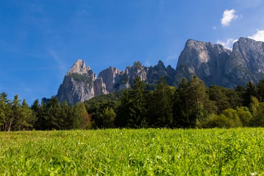 Close up view of a green meadow with forest and mountains of Seiser Alm in the background