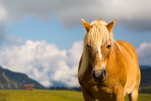 Close up of a horse grazing on a sunny day