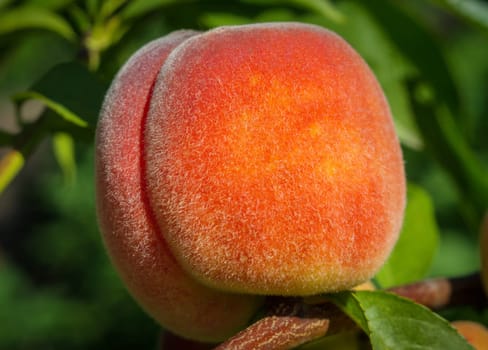close up of the ripe fruit peach