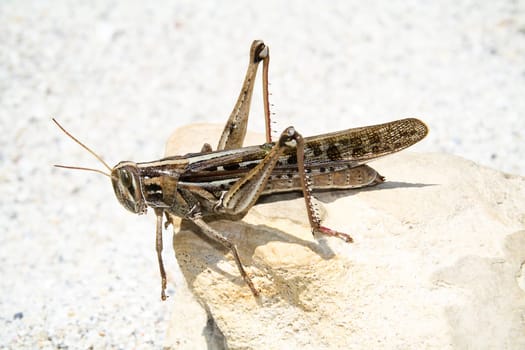 Locust,USA,Florida Short-sensing scarecrow / Romalea microptera