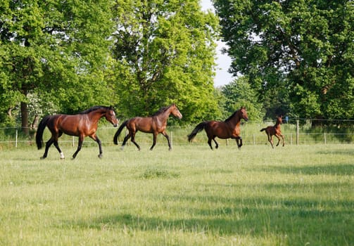 a herd of brown Holstein horses gallops with a foal over a green pasture
