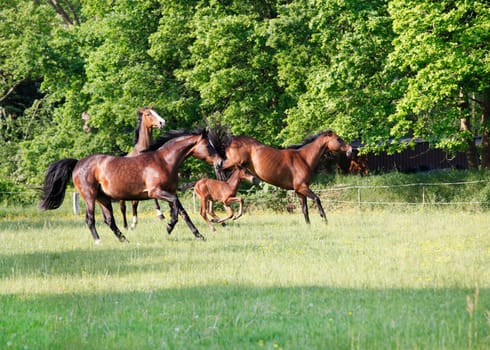 a herd of brown Holstein horses gallops across a green pasture