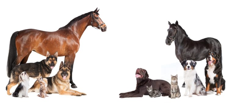 various pets and horses as a collage on a white background