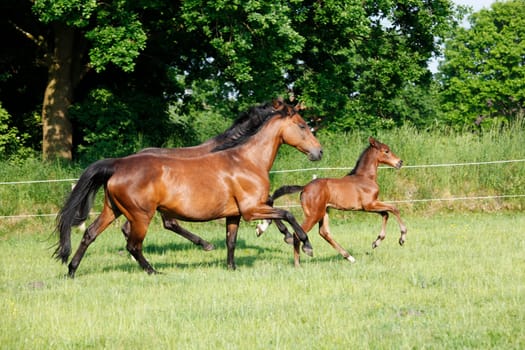 two brown Holsteiners trot across the pasture with their young foal