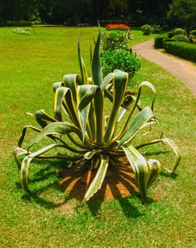 Royal Botanical garden Peradeniya at Sri Lanka