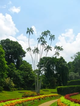 Royal Botanical garden Peradeniya at Sri Lanka