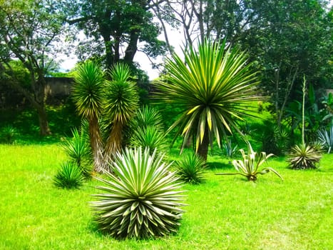 Agava at Royal Botanical garden Peradeniya. Sri Lanka