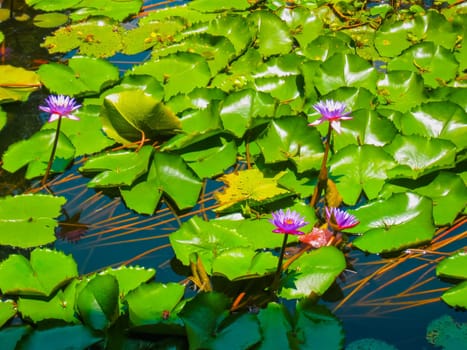 Pink lotus blossoms or water lily flowers blooming on pond