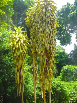 Royal Botanical garden Peradeniya at Sri Lanka