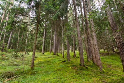 Panoramic view of a forest in Seiser Alm