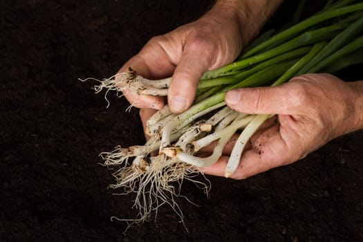 man hands holding freshly harvested onions above black soil