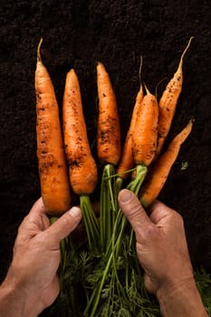 Vertical top view of man hands holding freshly harvested carrots above black soil