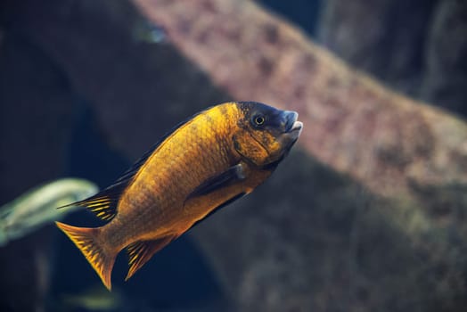 close up on iodotropheus sprengerae fish