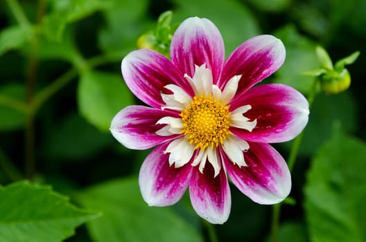 one lovely flower in the family dahlia the name is Collorette Princess